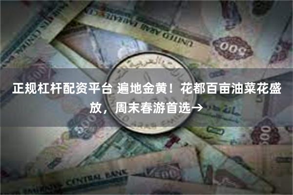 正规杠杆配资平台 遍地金黄！花都百亩油菜花盛放，周末春游首选→