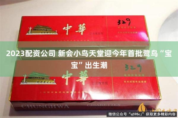 2023配资公司 新会小鸟天堂迎今年首批鹭鸟“宝宝”出生潮